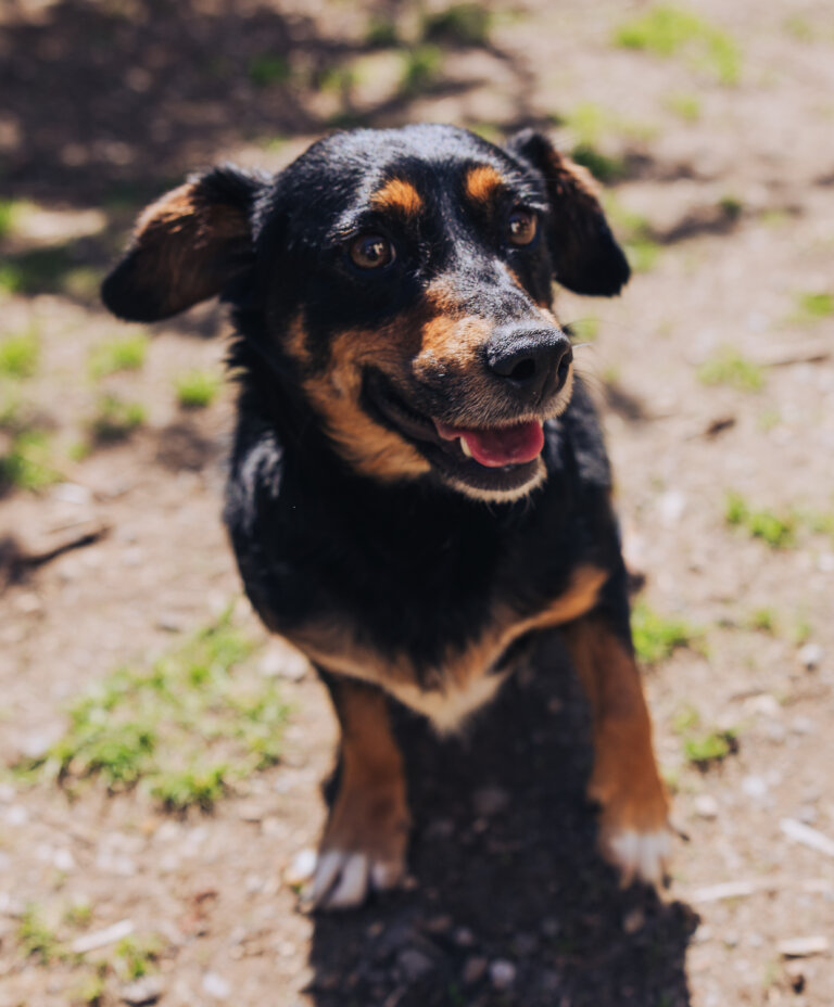 Schwarz brauner Hund schaut neugierig