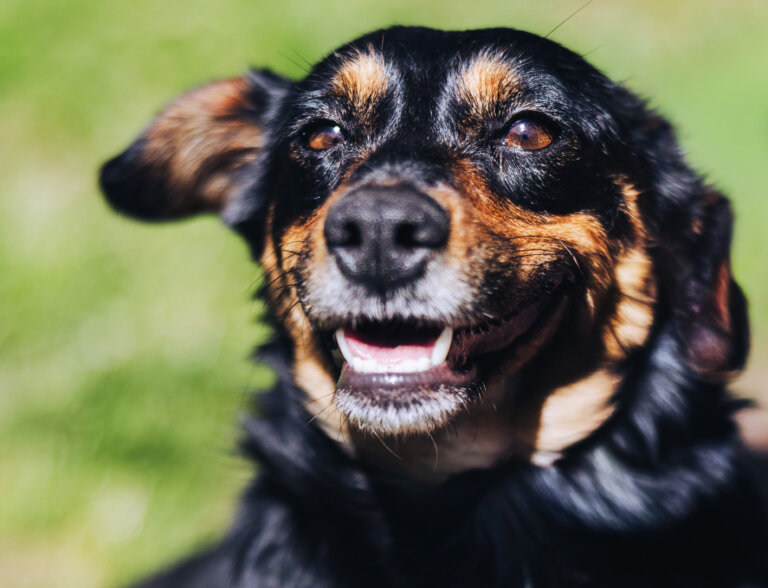 Ivie_Hundegesicht von oben