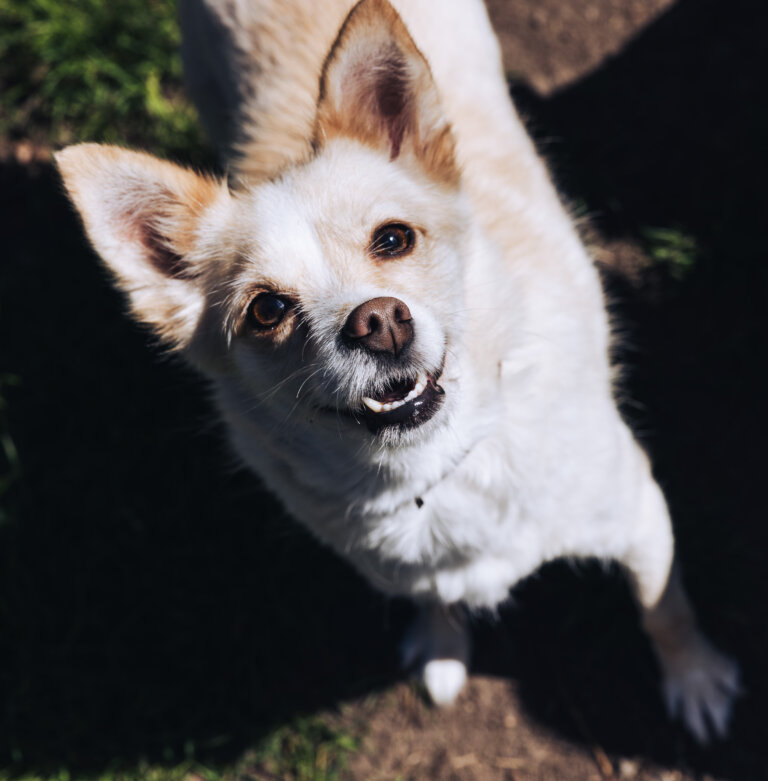Hundegesicht von Raia von oben