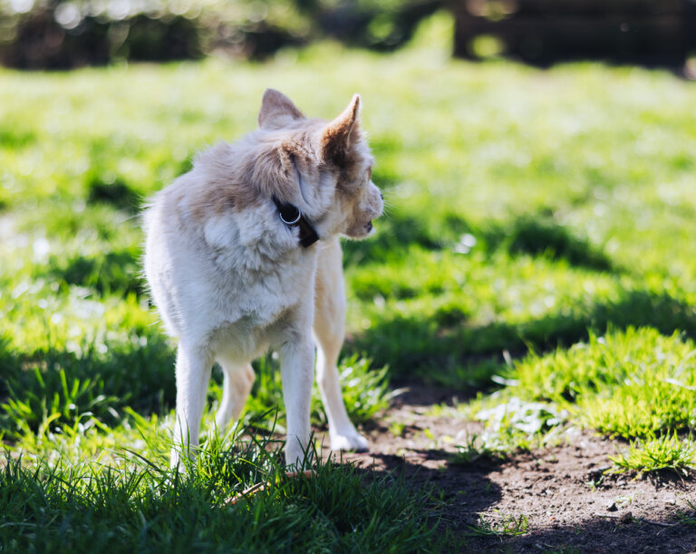 Weisser Hund der sich nach hinten umschaut