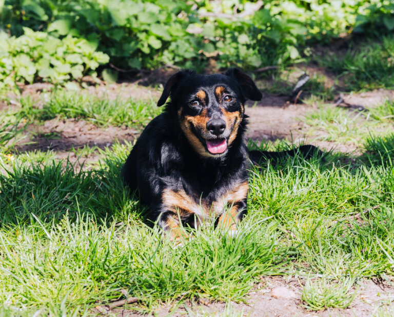 Hund liegt auf einer grünen Wiese