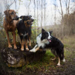 rhodesian ridgeback und zwei bordercollis posen auf einem baumstumpf