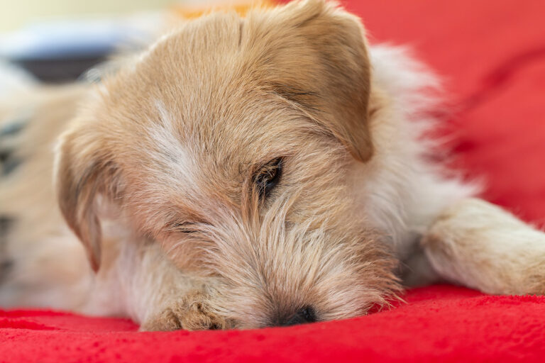 8 monate alter rumaenischer mischling auf einer roten decke