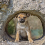 welpe sitzend in einer steinmauer